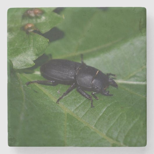 Dorcus parallelipipedus , der kleinere Hirschkäfer Steinuntersetzer (Vorderseite)
