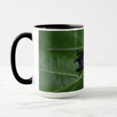Dorcus parallelipipedus , der kleinere Hirschkäfer Tasse (Links)