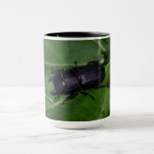 Dorcus parallelipipedus , der kleinere Hirschkäfer Tasse (Zentrum)