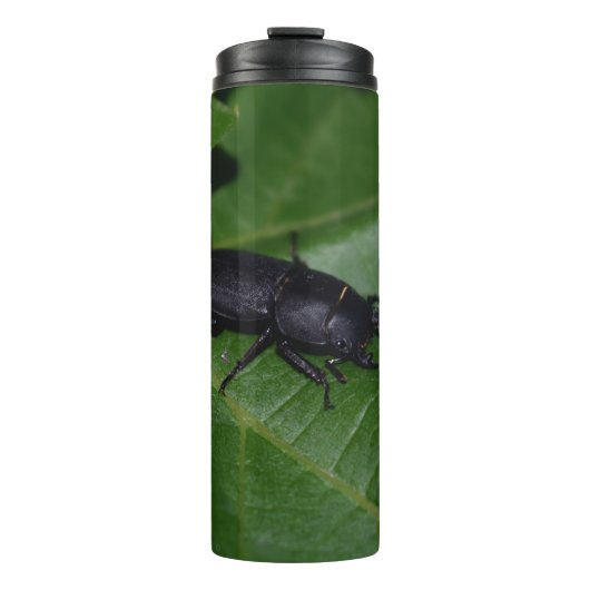 Dorcus parallelipipedus , der kleinere Hirschkäfer Thermosbecher (Vorderseite)