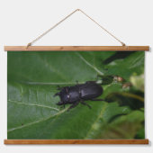 Dorcus parallelipipedus , der kleinere Hirschkäfer Wandteppich Mit Holzrahmen (Vorderseite 2)