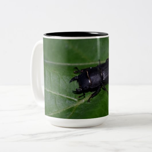 Dorcus parallelipipedus , der kleinere Hirschkäfer Zweifarbige Tasse (Vorderseite Links)
