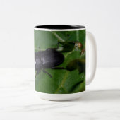 Dorcus parallelipipedus , der kleinere Hirschkäfer Zweifarbige Tasse (VorderseiteRechts)