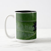 Dorcus parallelipipedus , der kleinere Hirschkäfer Zweifarbige Tasse (Links)