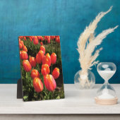 Dordogne Tulips, Oregon Fotoplatte (Seite)