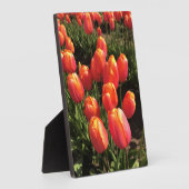 Dordogne Tulips, Oregon Fotoplatte (Seite)
