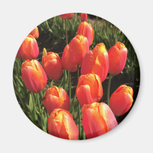 Dordogne Tulips, Oregon Magnet