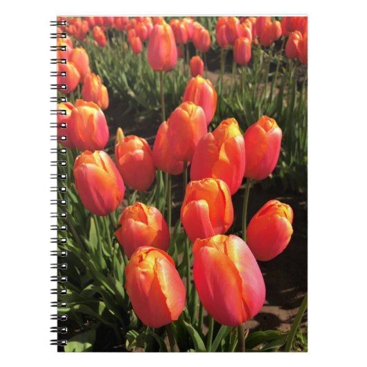 Dordogne Tulips, Oregon Notizblock (Vorderseite)