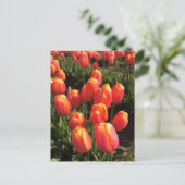 Dordogne Tulips, Oregon Postkarte (Stehend Vorderseite)