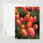 Dordogne Tulips, Oregon Postkarte (Vorne/Hinten)