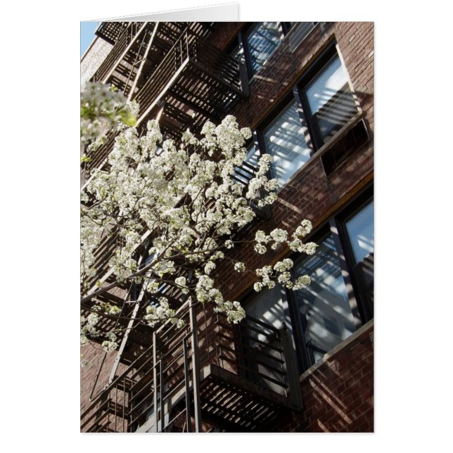 Dorf-Kirschblüten auch (Vorne)