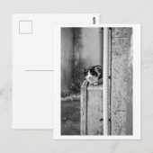 Dorfgemüsekatze Postkarte (Vorne/Hinten)