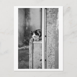 Dorfgemüsekatze Postkarte