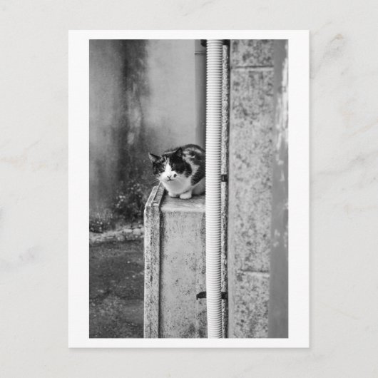 Dorfgemüsekatze Postkarte (Vorderseite)