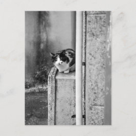 Dorfkatze Postkarte