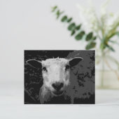 Doris das Schaf Postkarte (Stehend Vorderseite)