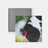 Doris Longwing Butterfly Magnet (Vorderseite/Rückseite)