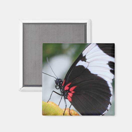 Doris Longwing Butterfly Magnet (Vorderseite/Rückseite)