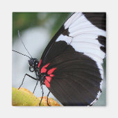 Doris Longwing Butterfly Magnet (Vorne)
