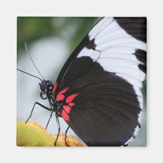 Doris Longwing Butterfly Magnet (Vorne)