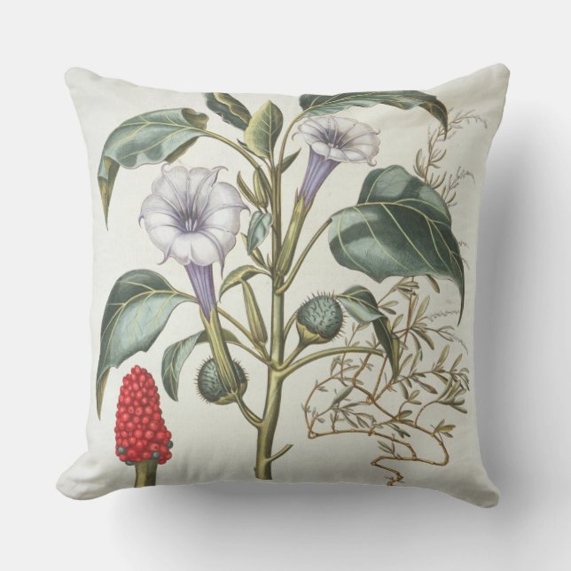 Dorn Apple, vom "Hortus Eystettensis" durch Bas Kissen (Vorderseite)