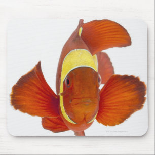 Dorn-Backe anemonefish (Premnas biaculeatus) Mousepad