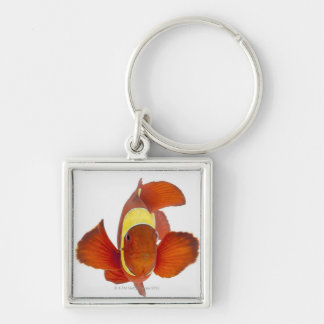Dorn-Backe anemonefish (Premnas biaculeatus) Schlüsselanhänger