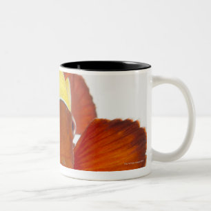 Dorn-Backe anemonefish (Premnas biaculeatus) Zweifarbige Tasse
