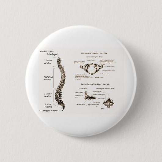 Dorn führt Sepia einzeln auf Button (Vorderseite)