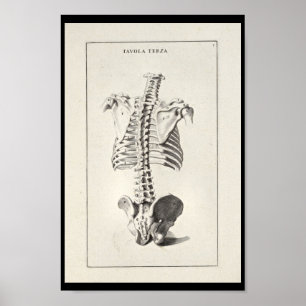 Dorn-Kunst-Druck der künstlerischen Anatomie-1691 Poster