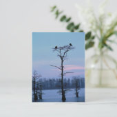 Dornadeln auf einer Baumpostkarte Postkarte (Stehend Vorderseite)