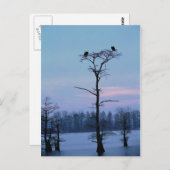 Dornadeln auf einer Baumpostkarte Postkarte (Vorne/Hinten)