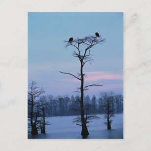 Dornadeln auf einer Baumpostkarte Postkarte