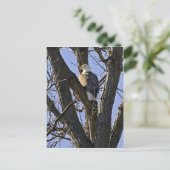 Dornadler Postkarte (Stehend Vorderseite)