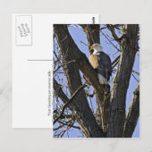 Dornadler Postkarte (Vorne/Hinten)