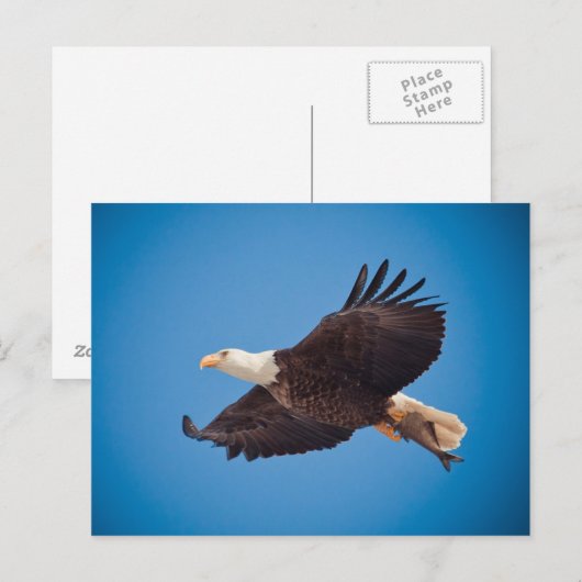 Dornadler Postkarte (Vorne/Hinten)