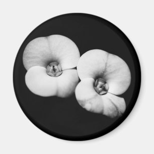 Dornenkrone Magnet