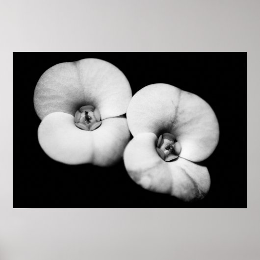 Dornenkrone Poster (Vorne)