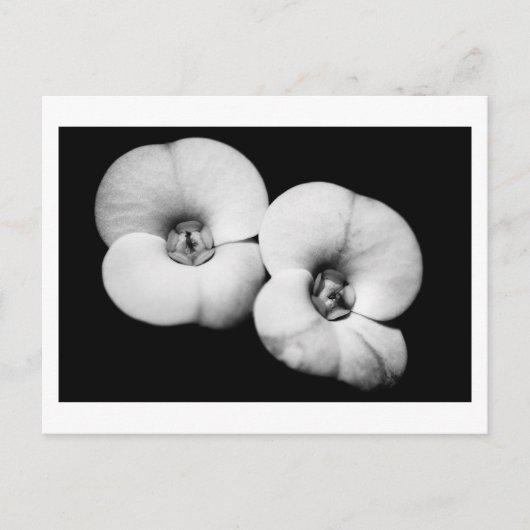 Dornenkrone Postkarte (Vorderseite)