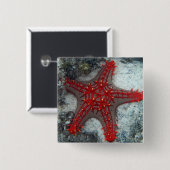 Dornenkrone Starfish auf dem Korallenriff Button (Vorne & Hinten)
