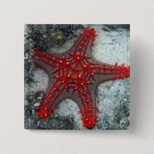 Dornenkrone Starfish auf dem Korallenriff Button (Vorderseite)