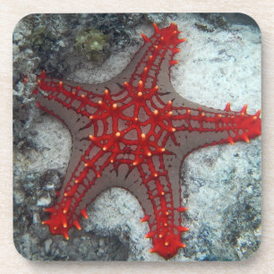 Dornenkrone Starfish auf dem Korallenriff Getränkeuntersetzer