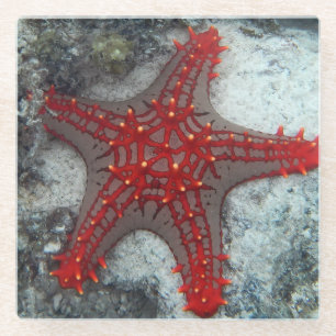 Dornenkrone Starfish auf dem Korallenriff Glasuntersetzer