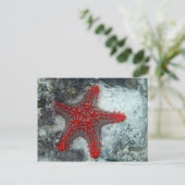 Dornenkrone Starfish auf dem Korallenriff Postkarte (Stehend Vorderseite)