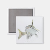Dornhai (Hexanematichthys seemanni) 2 Magnet (Vorderseite/Rückseite)