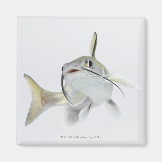Dornhai (Hexanematichthys seemanni) 2 Magnet (Vorne)