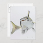 Dornhai (Hexanematichthys seemanni) 2 Postkarte (Vorne/Hinten)