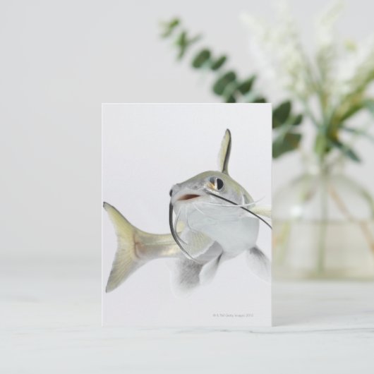 Dornhai (Hexanematichthys seemanni) 2 Postkarte (Stehend Vorderseite)