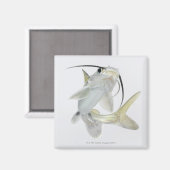 Dornhai (Hexanematichthys seemanni) Magnet (Vorderseite/Rückseite)