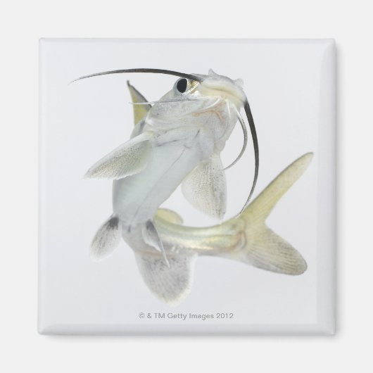Dornhai (Hexanematichthys seemanni) Magnet (Vorne)